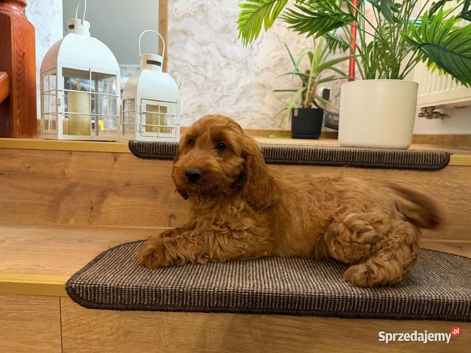 Cockapoo hybryda F1 Starogard Gdański