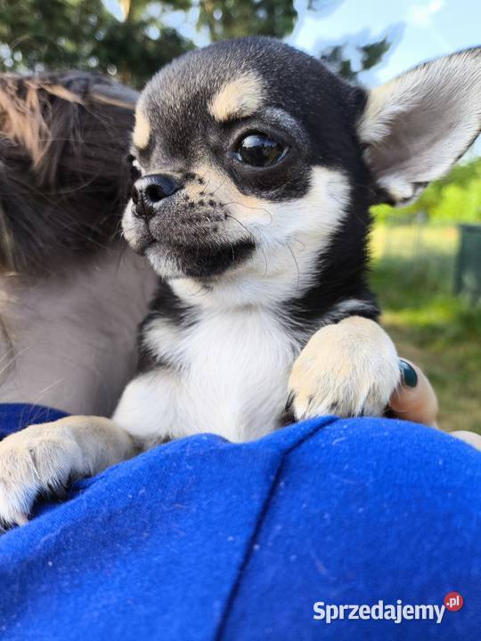 Szczenięta Chihuahua FCI Wwy Duży Dół