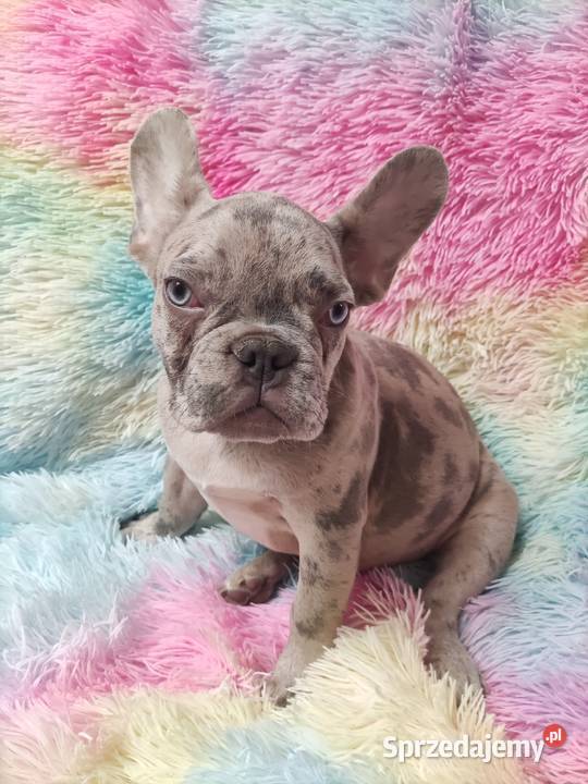 Buldog francuski lilac merle Wronki