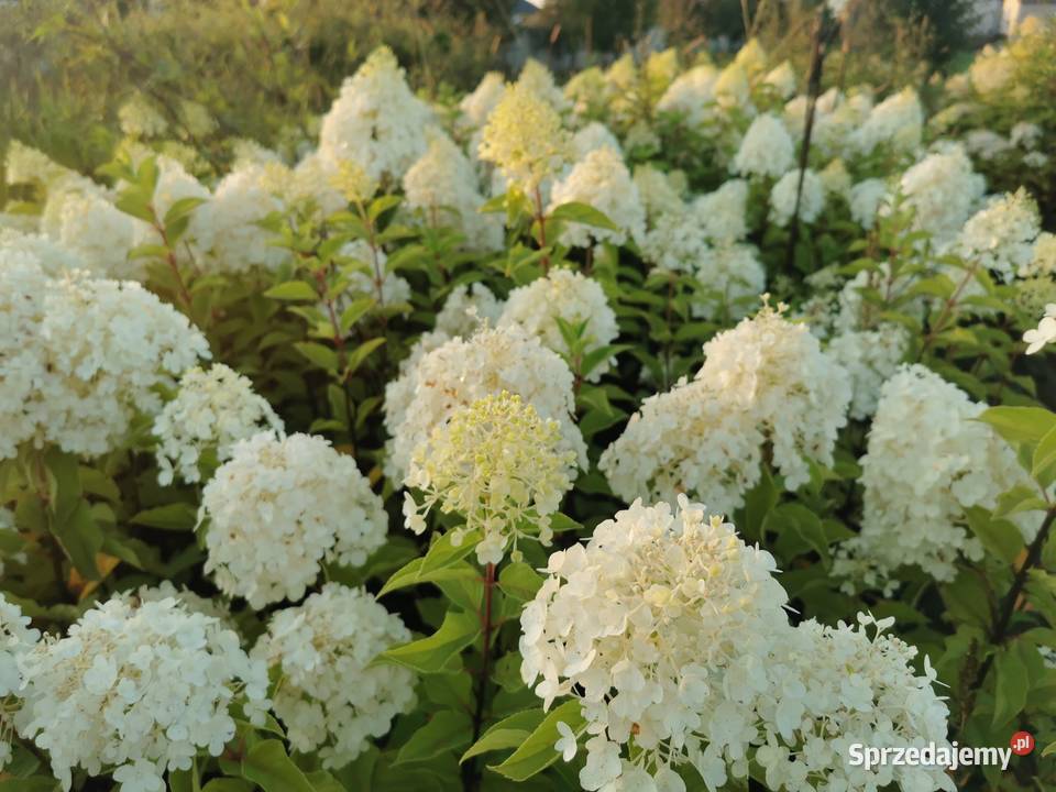 Hortensja bukietowa