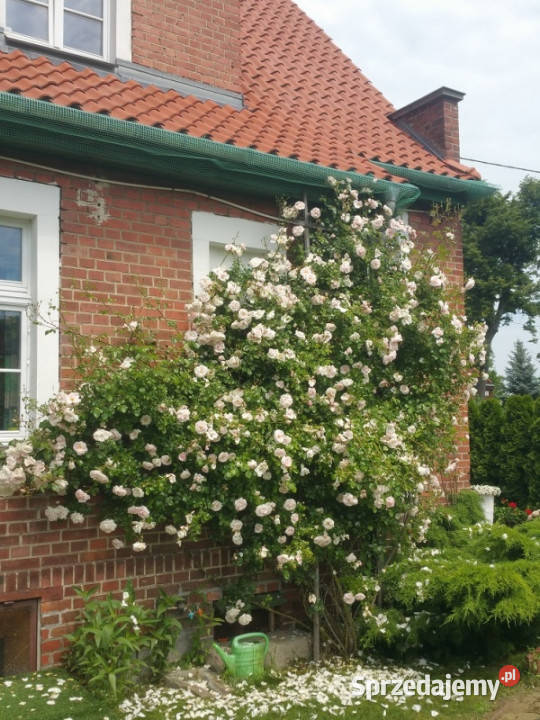 PIĘKNA POSIADŁOŚĆ Zalewem Wiślanym ok ha w warmińsko-mazurskie Kadyny