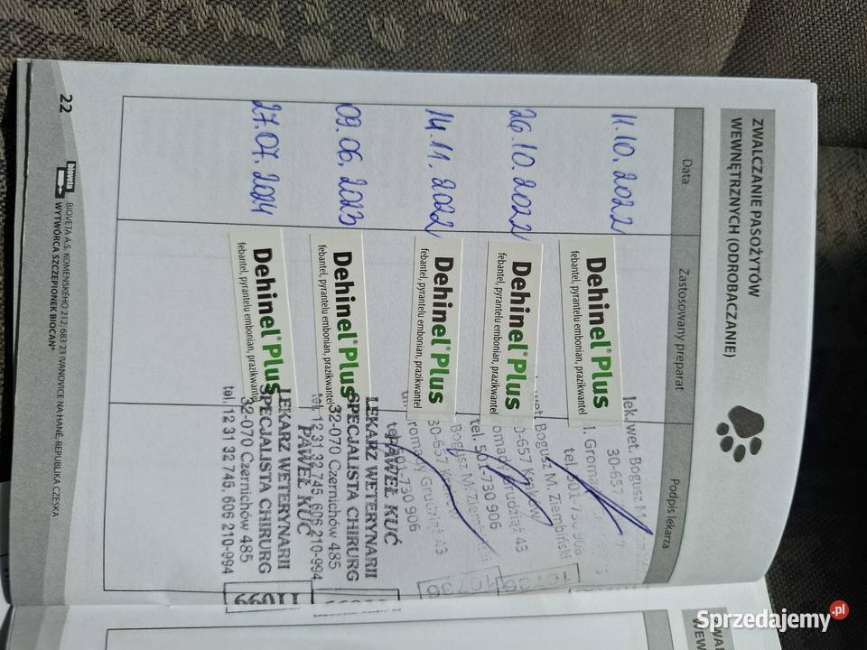 Suka labradormetryka FCI Czarna 2 lata Płock
