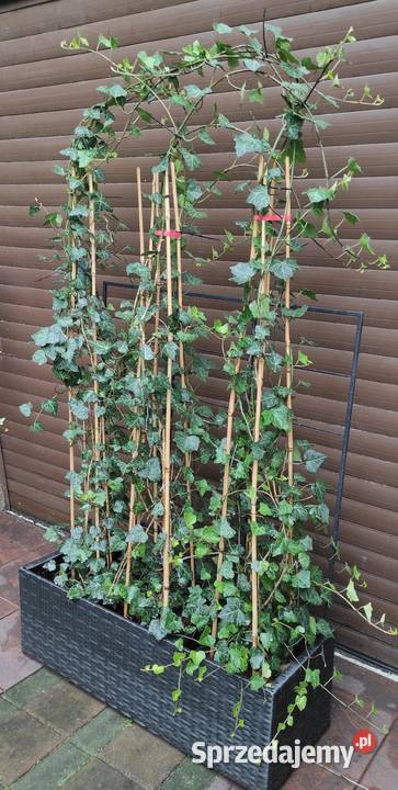 Żywopłot duży bluszcz Hedera Helix 160200 Liściaste mazowieckie Warszawa