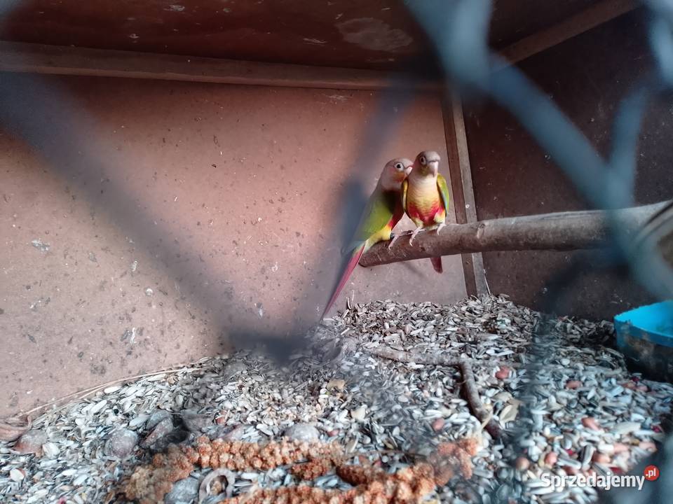 rudosterki pinaple sprzedam Ptaki Siepraw