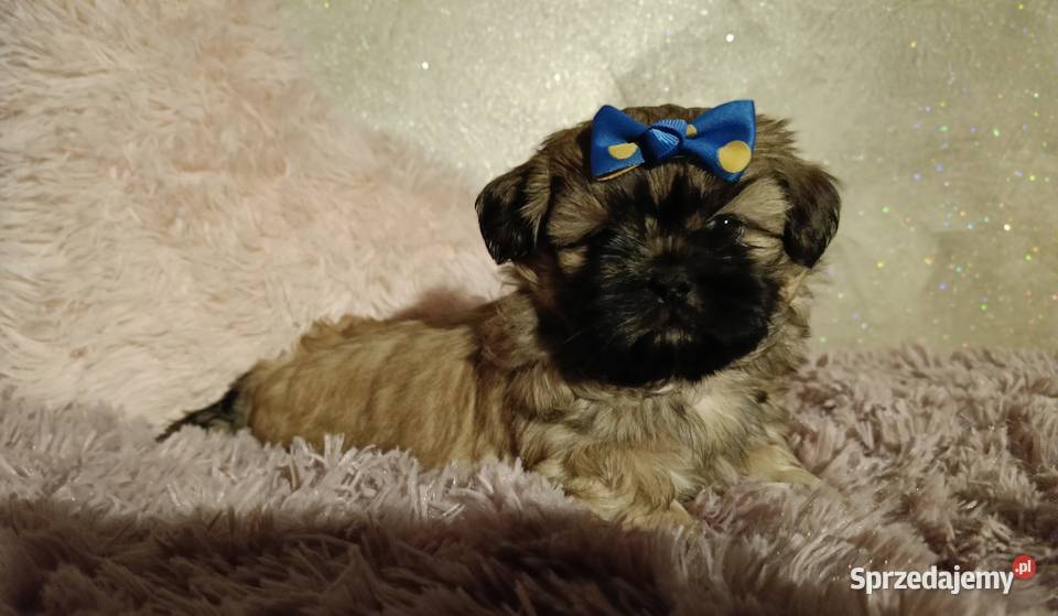 Piękny chłopiec Shih Tzu w typie europejskim dolnośląskie