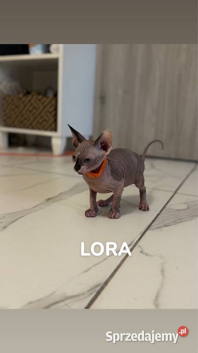 kot sfinks kotka kocur Skuszew