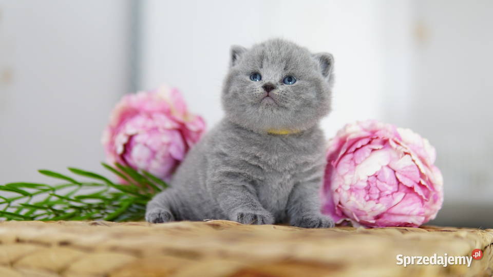 Kot brytyjski Tik Tok cats Konin sprzedam