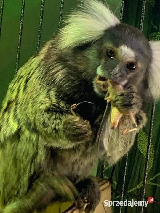 Marmozeta białoucha Raczyce
