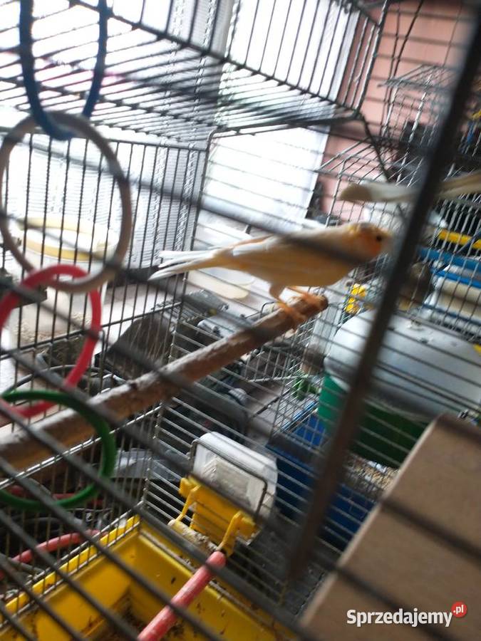 Sprzedam kanarki i papugę Gwoźnica Górna