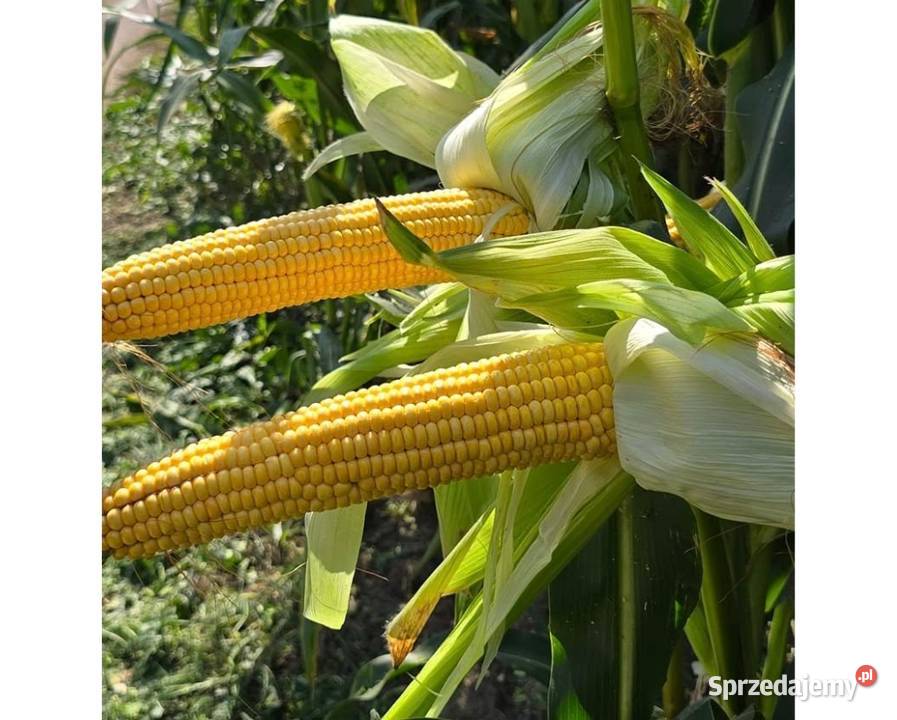 Kukurydza na kiszonkę biogaz MaxiMaize FAO 260 wielkopolskie sprzedam