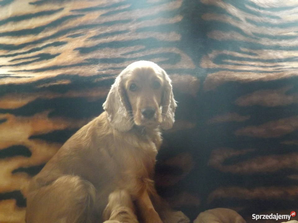 sprzedam spaniela mazowieckie Płońsk