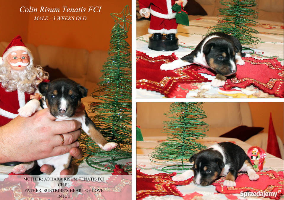 Szczeniaki Basenji Gdynia sprzedam