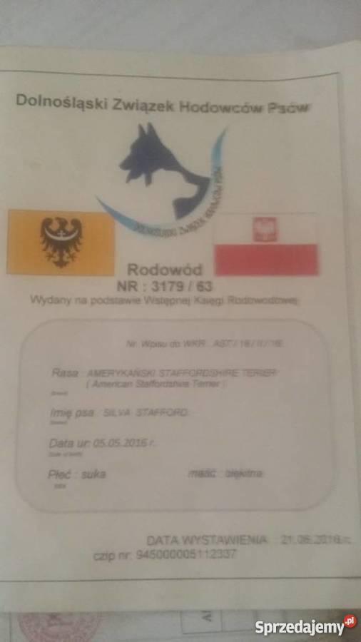 Miot Pieknych Amstaff Blue Silne Szczeniaki Gdańsk