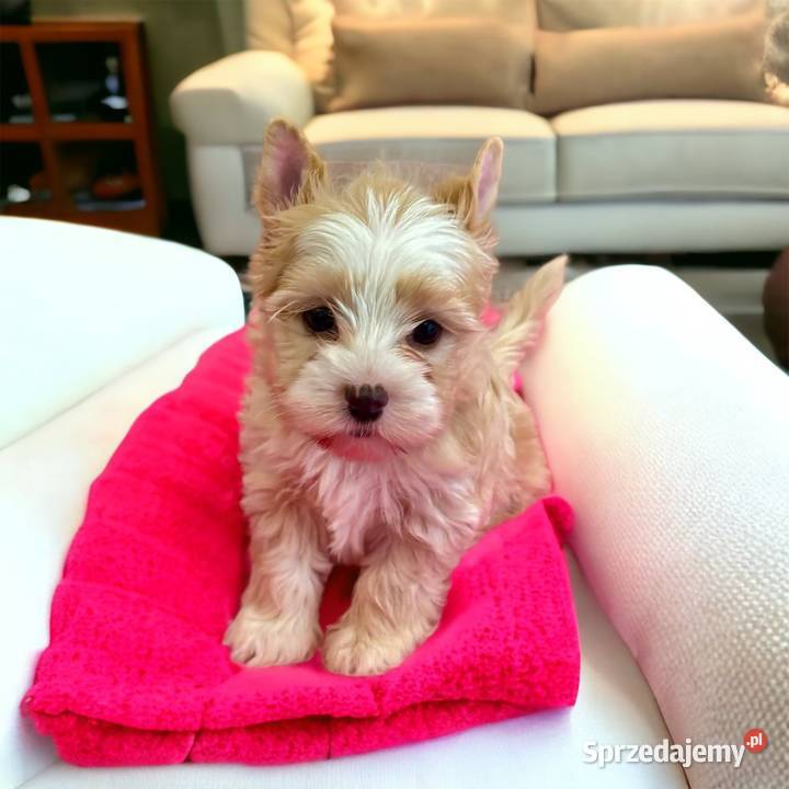 Golddust Yorkshire Terrier Dobczyce sprzedam