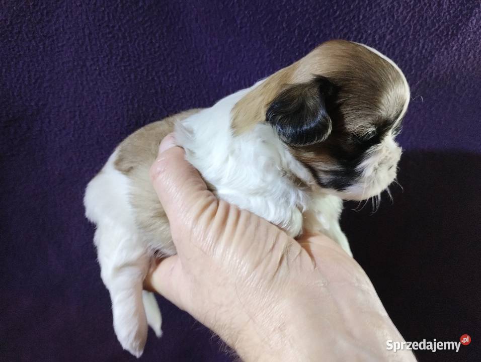 Shih TZU Shitzu Żychlin