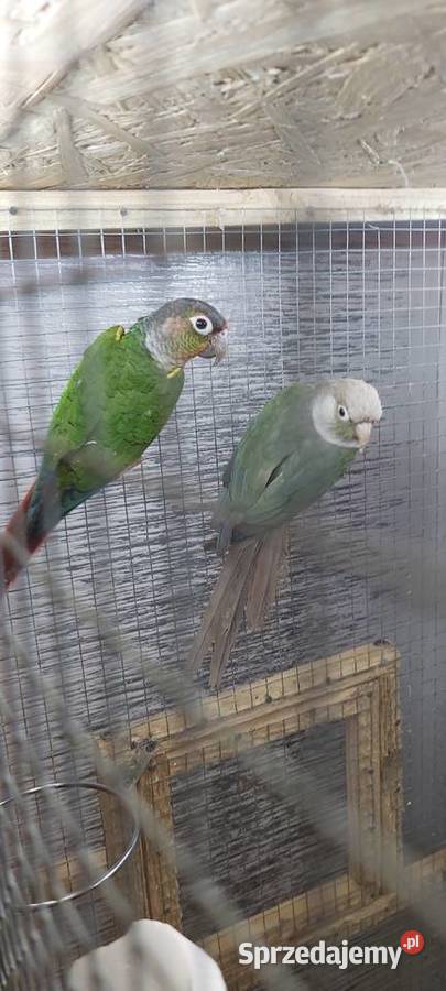 Sprzedam zamienię na inne ptaki parę rudosterek Ptaki