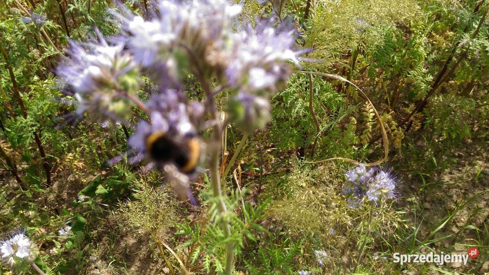 Facelia błękitna miododajna Białystok