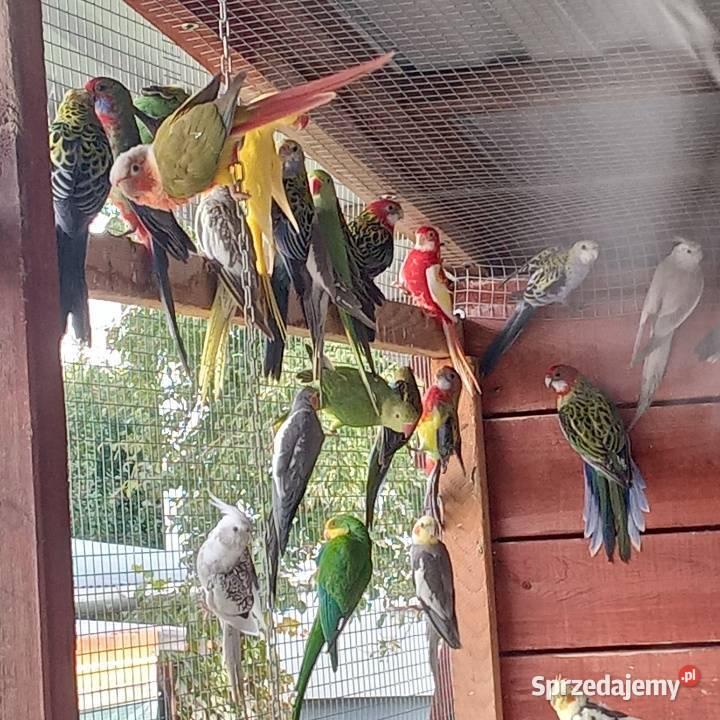 Papugi kanarki zeberki Nowe Polaszki