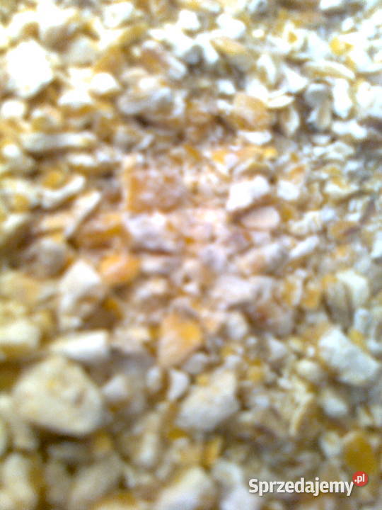 Kukurydza śrutowana sprzedam