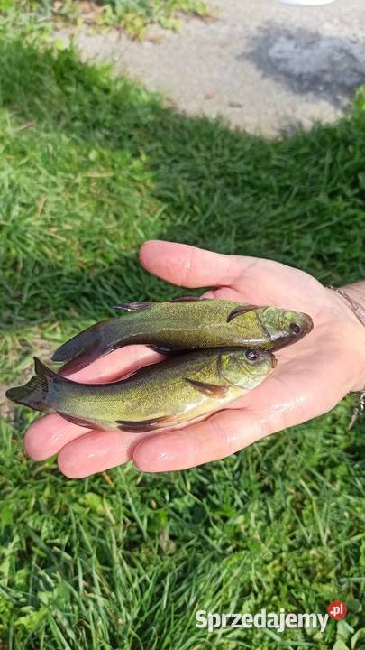 Narybek karpia lina i karasia Kniewo sprzedam