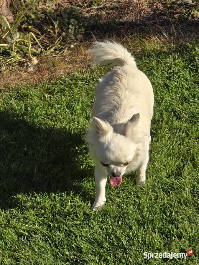 Chihuahua biało kremowa 15 roku Chihuahua Bielsko-Biała