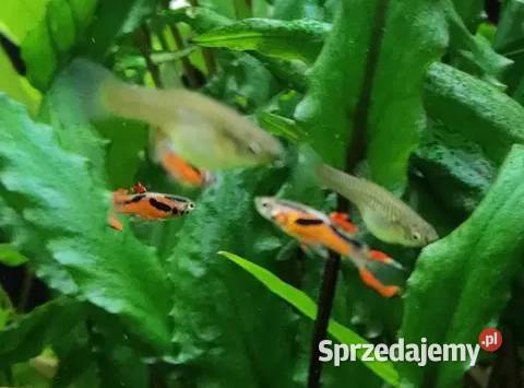 Gupiki Endlera ryba akwariowa