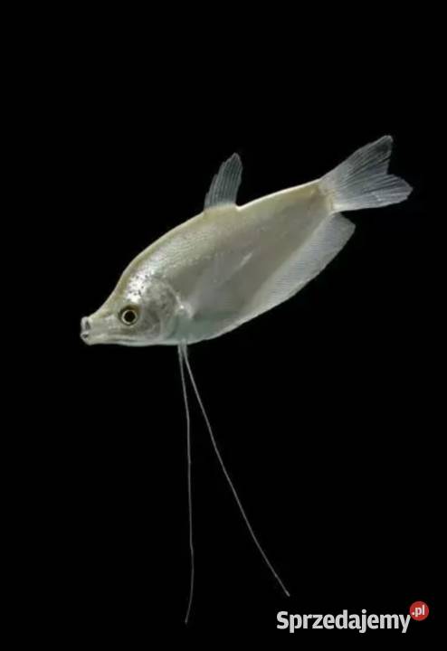 Gurami księżycowy Gurami drobnołuski BOGATA Gdańsk