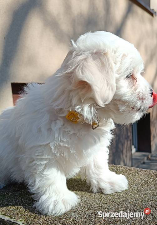 Maltańczykśliczny piesek Warszawa