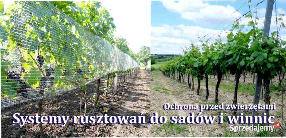 Siatka 105x250mb pko ptakom na winorośl jagody Lwówek Śląski