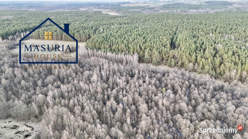 Działka w lesie polana