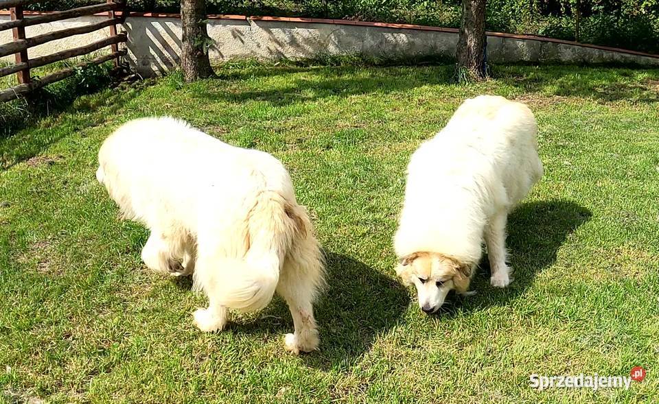 Pirenejski pies górskiowczarek podhalański Owczarek Żukowo
