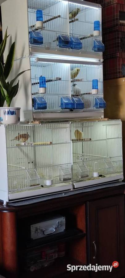 Klatki ptaków podkarpackie