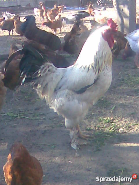 Kaczki Gęsi Kury ozdobne liliputki TANIO Zwierzęta Wrocław