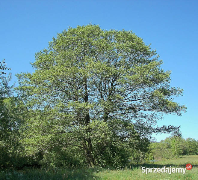 OLSZA CZARNA Alnus glutinosa NASIONA 5000 sztuk
