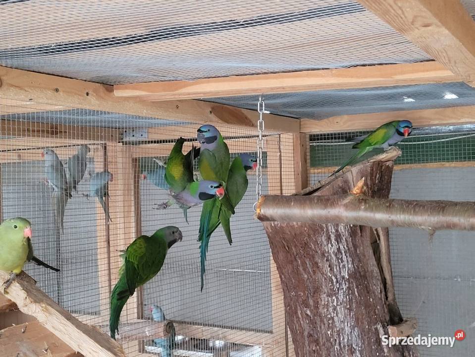 Aleksandretty Chińskie