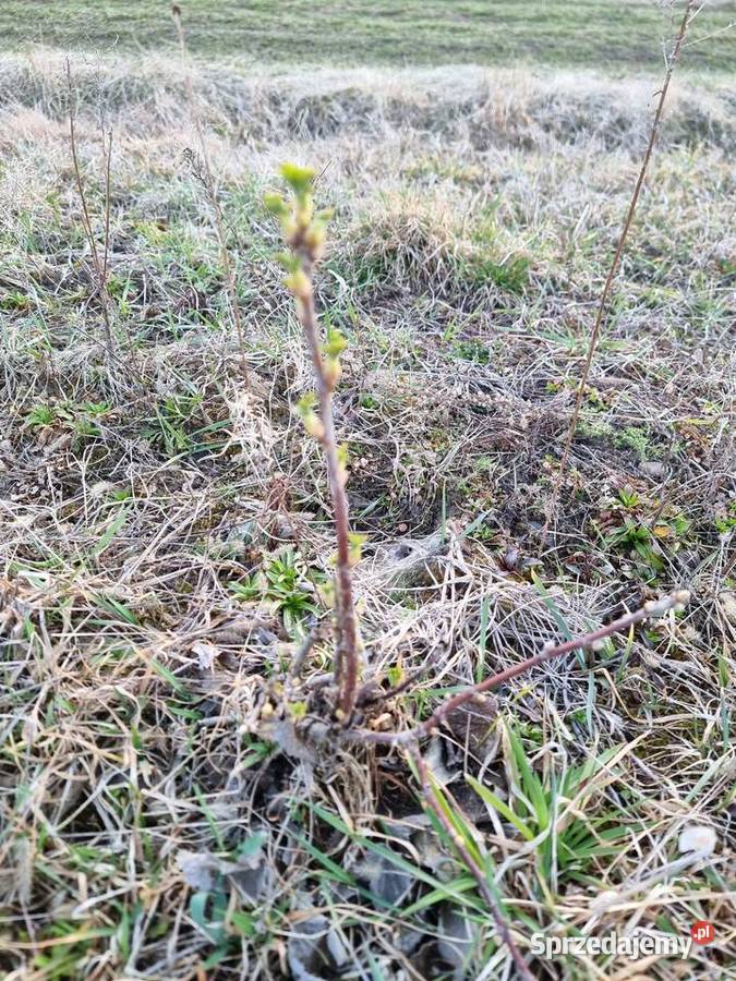 Sadzonka czarnej porzeczki podkarpackie Kupno