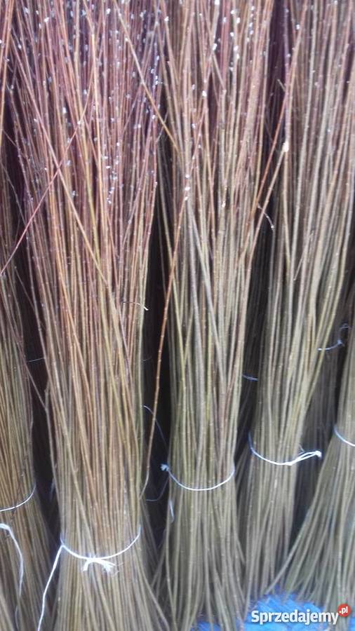 Wiklina Sokołów Małopolski