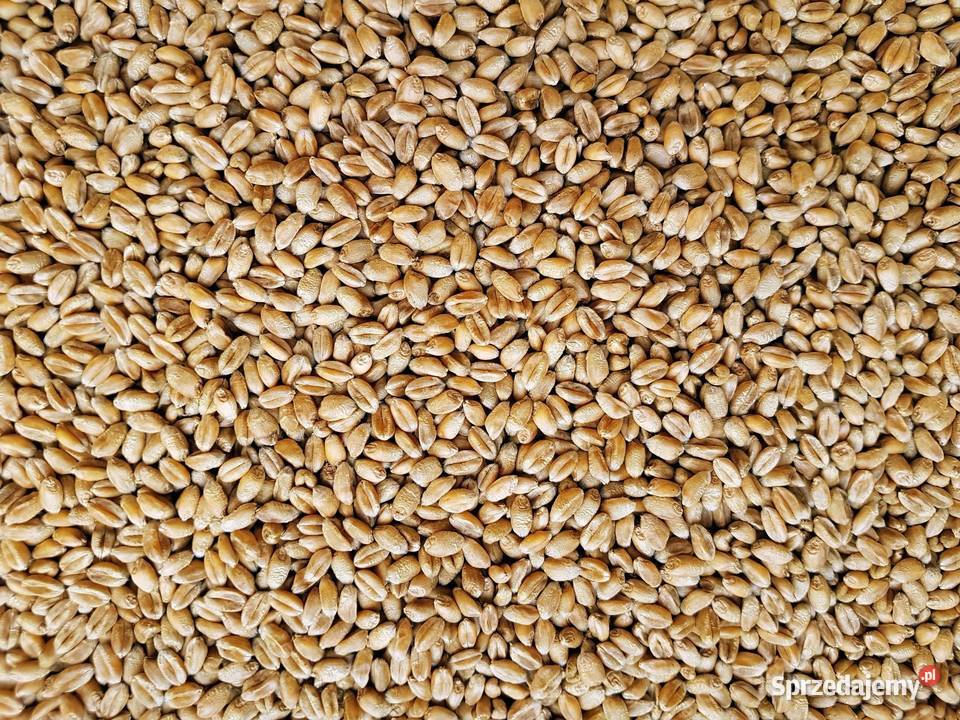 Pszenica jara Monsun świętokrzyskie Bukowa