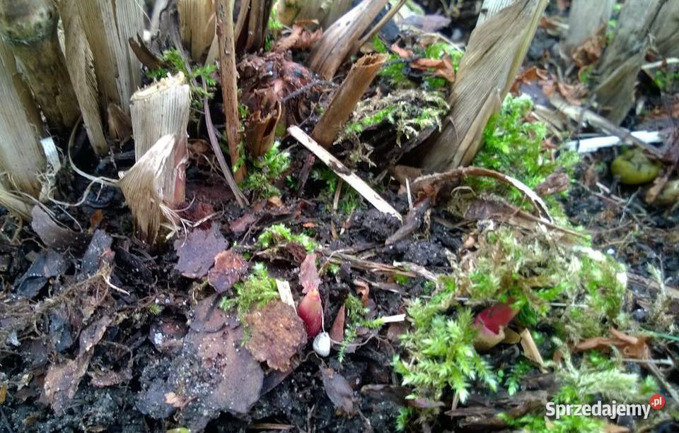 Miskant olbrzymi duża sadzonka XXL karpy Pszczyna