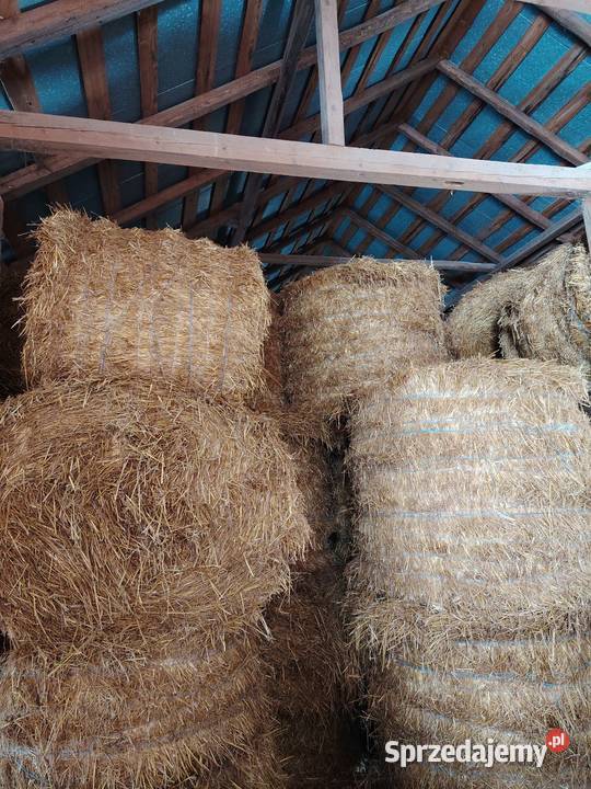 Słoma owsianka 2025 Trawy, słoma Rolnictwo Dzwola