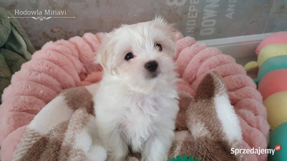 Maltańczyk sunia ZHPR UCI Mierczyce sprzedam