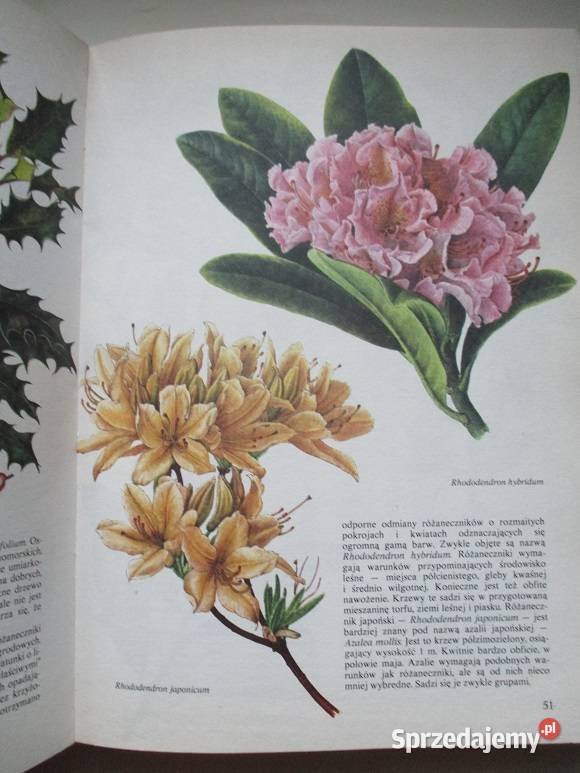 Kwitnący ogród ogród uprawa kwiaty rosliny Łódź