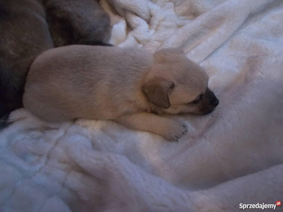 oddam małe pieski rasy chiuaua Hermanowa