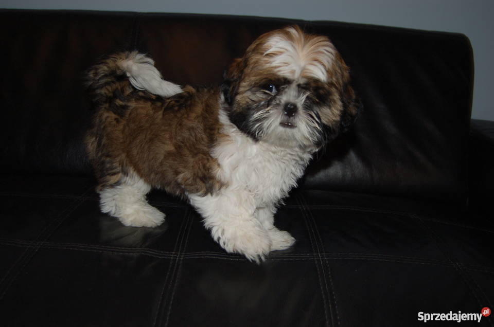 Sprzedam piękną wystawową suczkę Shih Tzu Kielce sprzedam