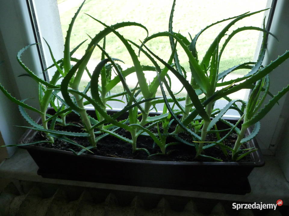 Kwiat doniczkowy aloes leczniczy
