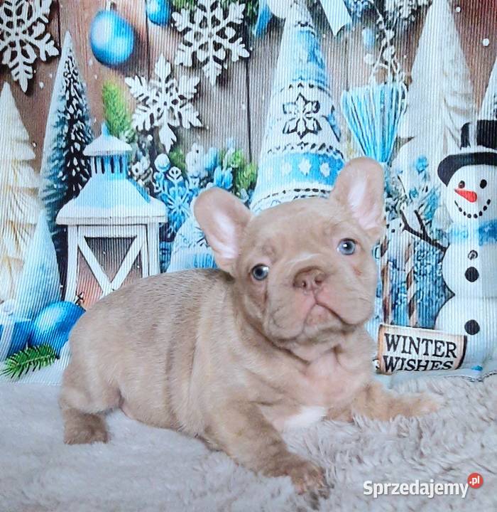 Buldog francuski chlopak isabela Buldog Pabianice