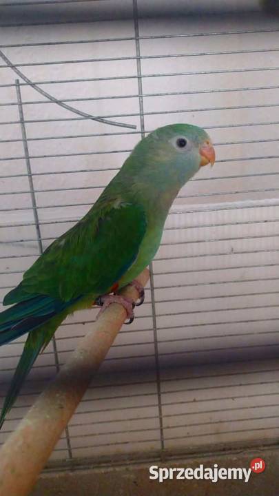 Papuga nimfa i barabanda kujawsko-pomorskie Grudziądz