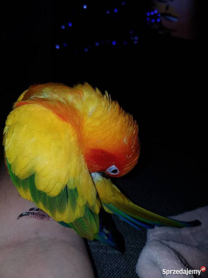 Konura słoneczna 3 letnia ręcznie karmiona Gorzów Wielkopolski