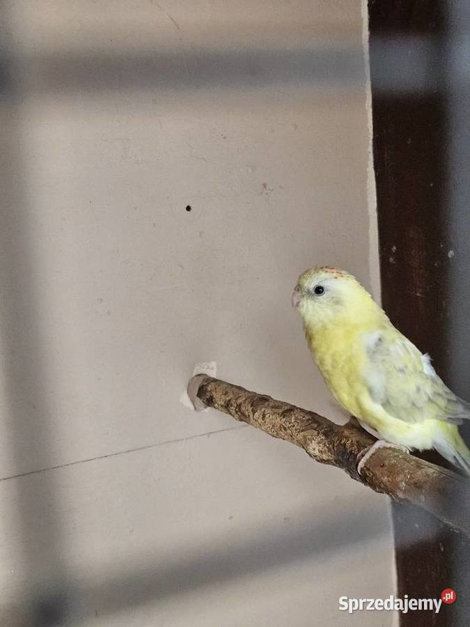 Świergotka Papuga Świergotki Gniezno