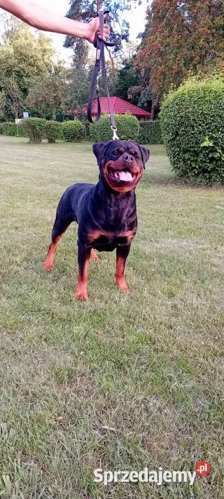 Rottweiler Szczeniaki ZKwPFCI wielkopolskie Opatówek